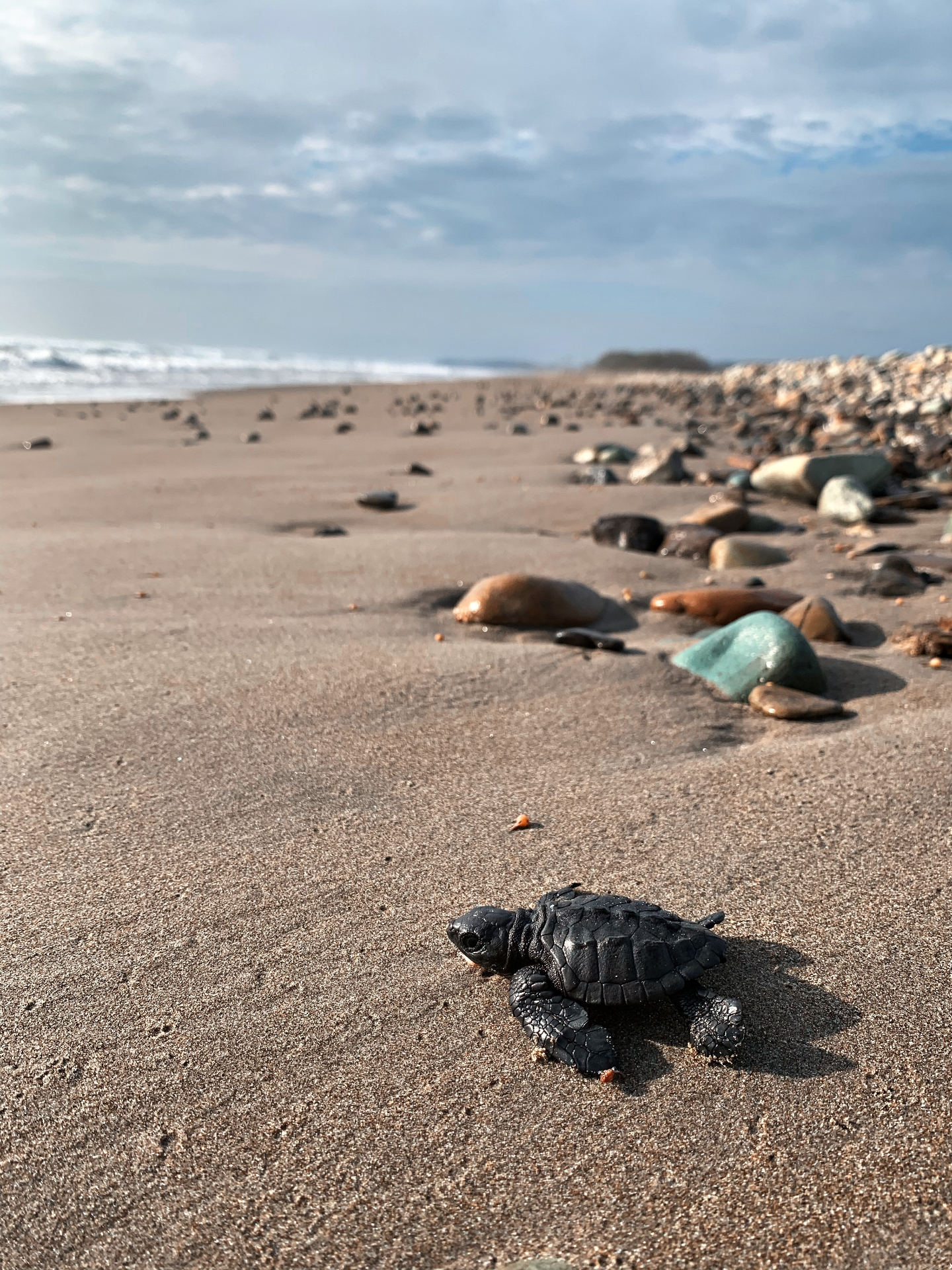A newly hatched sea turtle makes its first crossing toward the Pacific at Las Tunas.