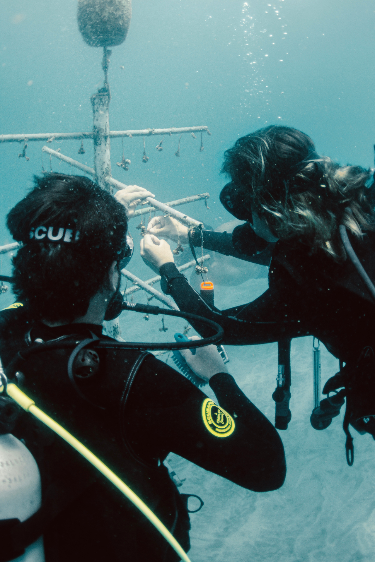 Divers tending an underwater coral nursery.