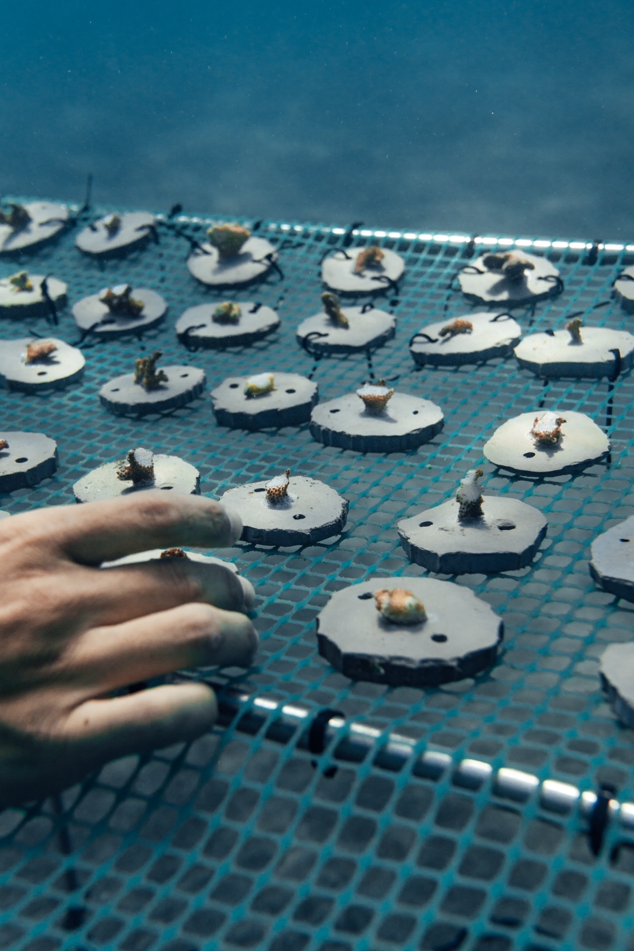 Coral fragments settled onto ceramic plates in the underwater nursery — the first stage of restoration.