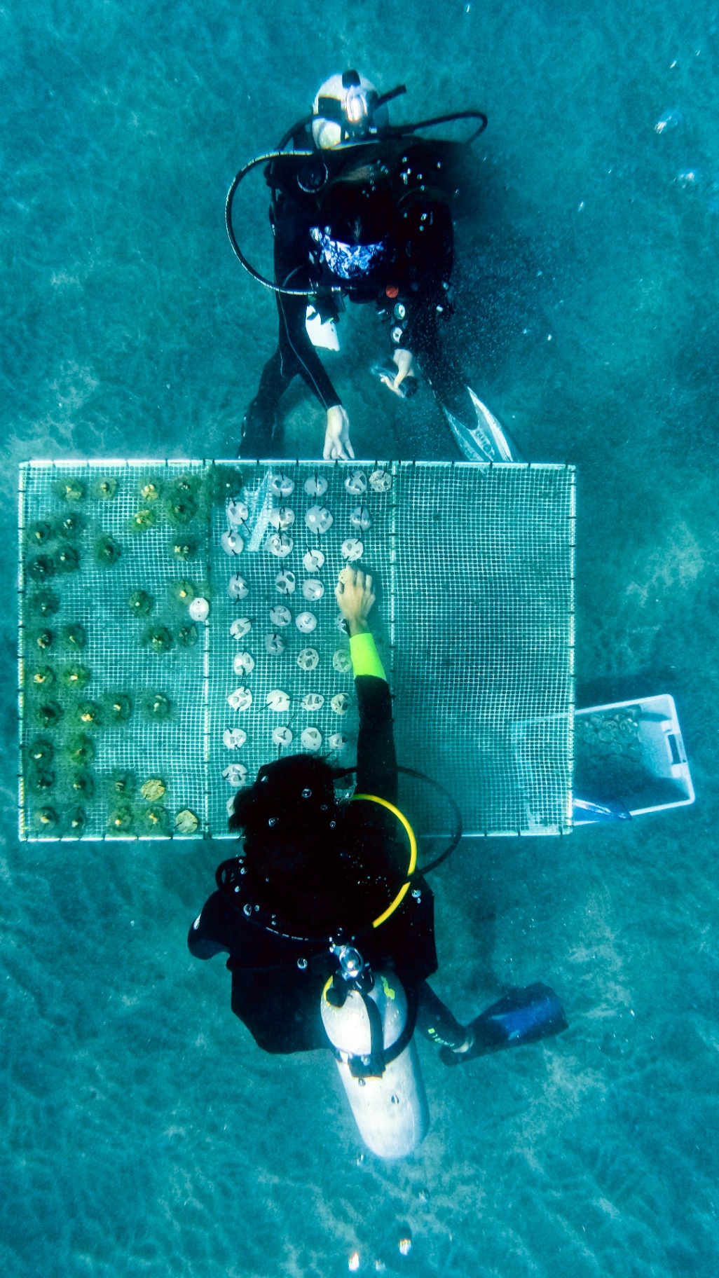 Divers tending the nursery beds above the Salango reef system.