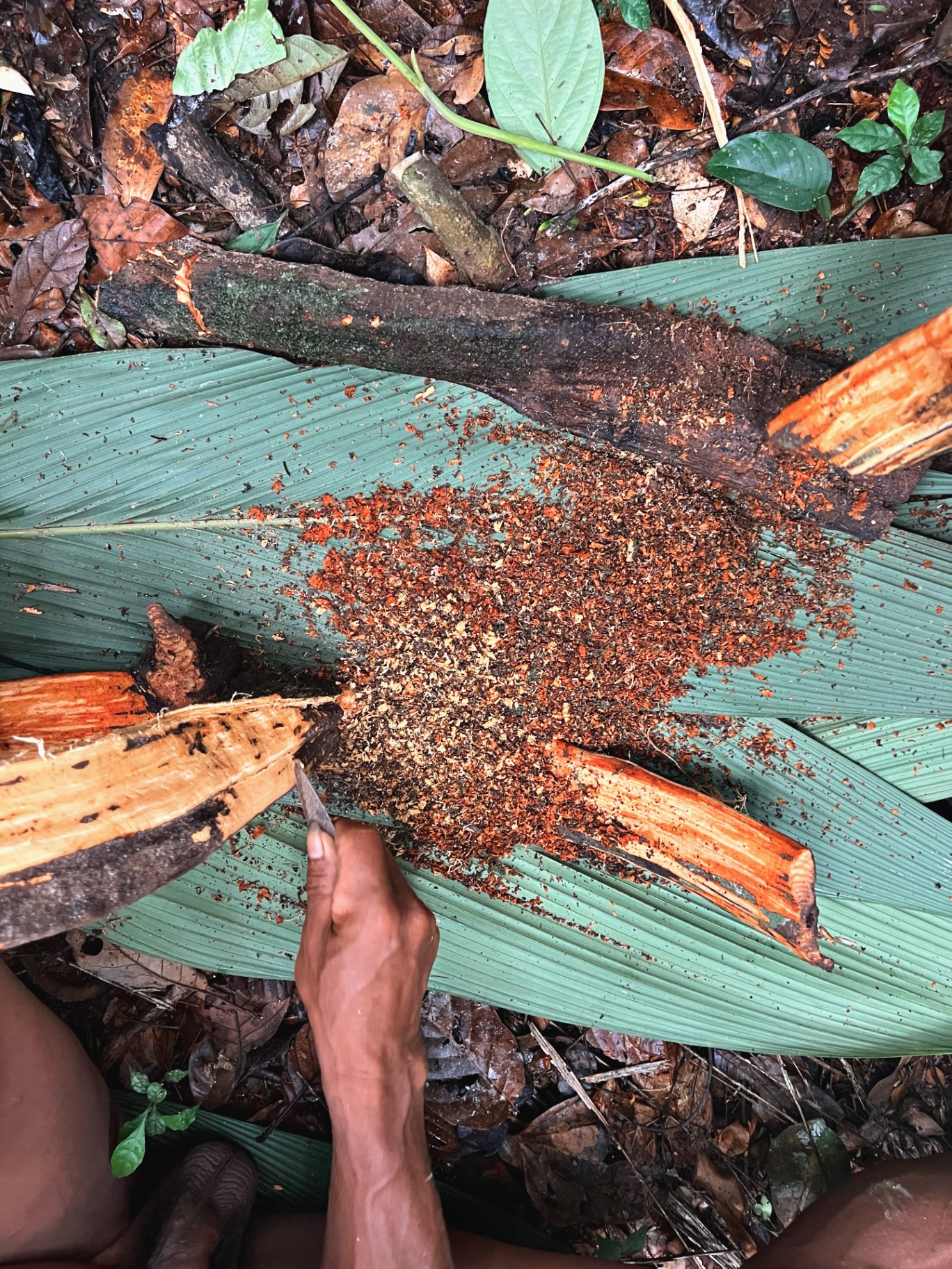 A Waorani community member preparing plant material on a forest leaf.